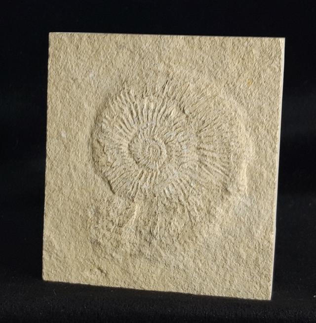 Subplanites rueppelianum QUENSTEDT 1888 - Bild &copy; FossNet FossilienStore